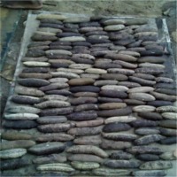 Sea Cucumbers