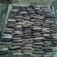 Sea Cucumbers