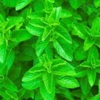 Spearmint Oil