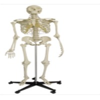 Skeleton Model Big