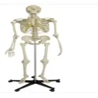 Skeleton Model Big