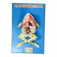 Frog Model