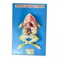 Frog Model
