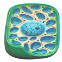 Plant Cell