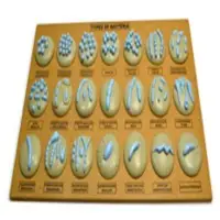 Types of Bacteria
