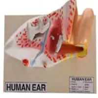 Ear Model