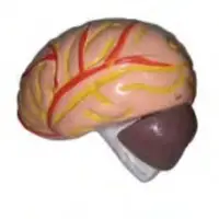 Brain Model