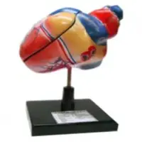 Heart Model