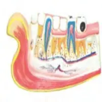 Teeth With Jaw Model