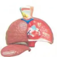 Lungs With Heart Model