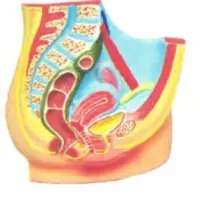 Reproductive System Female Model