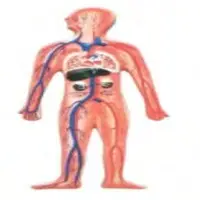 Circulatory System Model