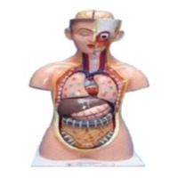 Torso Big