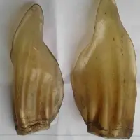 Buffalo Ears