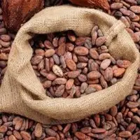 Cocoa Beans