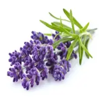 Lavender and Mint Massage Oil