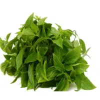 Basil CO2 Oil