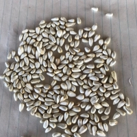 Wheat , Barley, Corn, Rye. Yellow and Green Peas