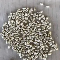 Wheat , Barley, Corn, Rye. Yellow and Green Peas