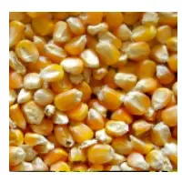 Yellow Maize Or Corn