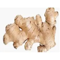 Fresh Whole Ginger Root