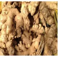 Fresh Whole Ginger Root