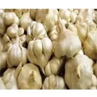 Fresh Garlic Root