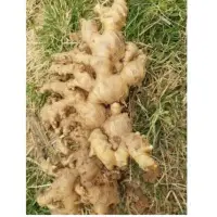 Fresh Ginger