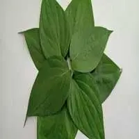 Betel Leaves