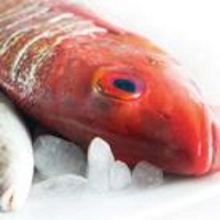 Reef Fish