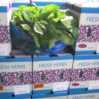 Basil