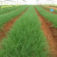 Fresh Chives