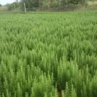 Fresh Rosemary