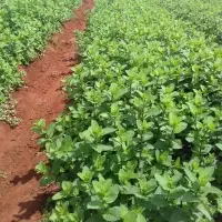 Fresh Mint