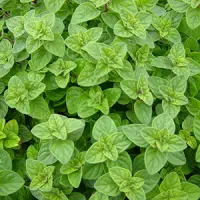 Fresh Oregano