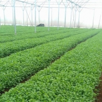 Fresh Coriander
