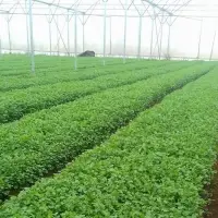 Fresh Coriander