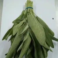 Fresh Sage