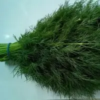 Fresh Dill
