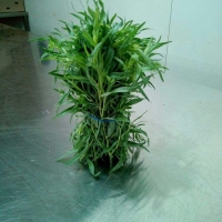 Tarragon