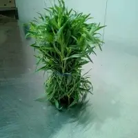 Tarragon