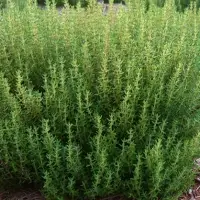 Thyme