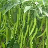 Long Chilli
