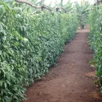 Passion Fruits
