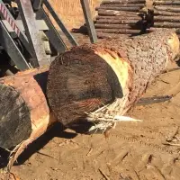 Pine Logs