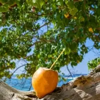 King Coconut