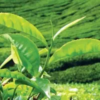 Ceylon Tea