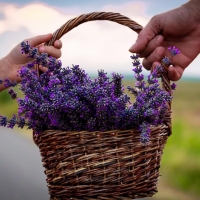 Lavender Essential Water