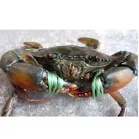 Mud Crab