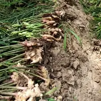 Fresh Ginger